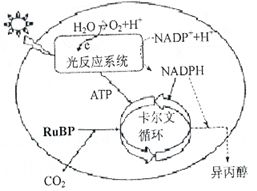如圖甲表示某綠色植物的細胞代謝狀況,圖乙表示在一定條件下測得的該植物光照強度與光合速率的關系,圖丙是某興趣小組將該植物栽培在密閉玻璃溫室中.用紅外線測量儀測得室內的