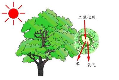 科學家修復光合作用&ldquo;自然缺陷&rdquo;,提升了作物40%產量