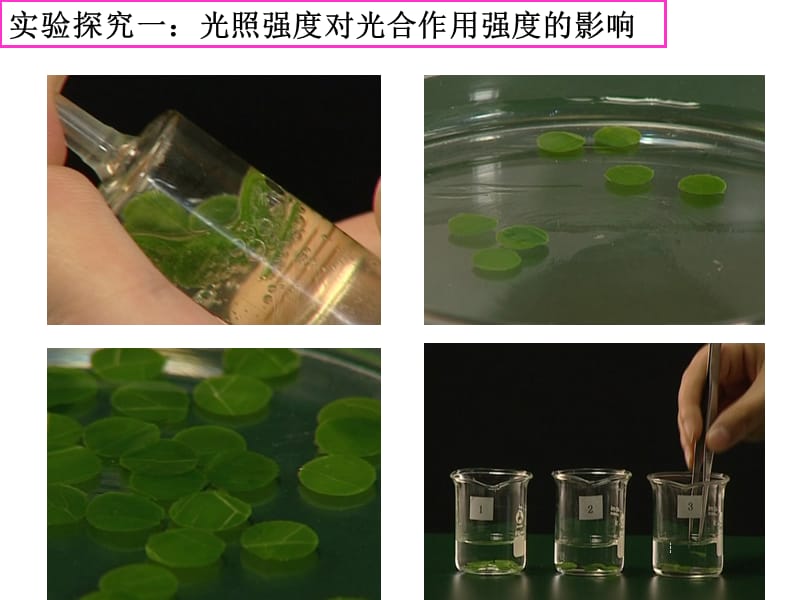 探究:環(huán)境中影響光合作用強度的因素