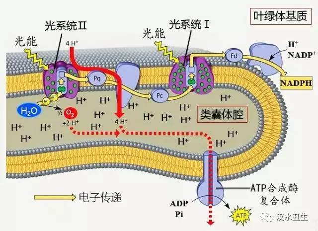 光合作用 光反應與暗反應的協同機制